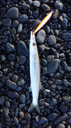 カマスの釣果