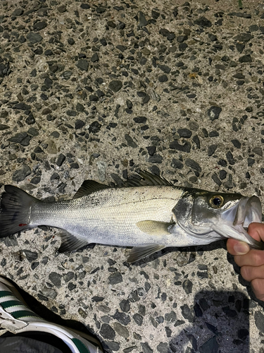 セイゴ（マルスズキ）の釣果