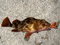 カサゴの釣果