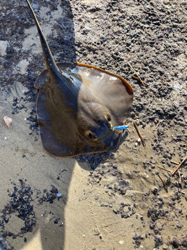 アカエイの釣果