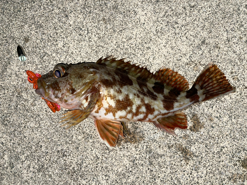 カサゴの釣果