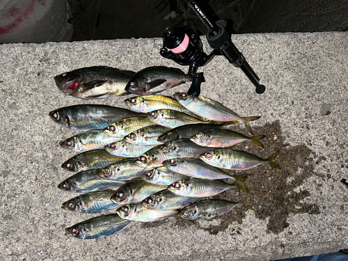 アジの釣果