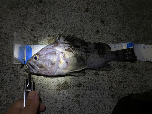 クロソイの釣果