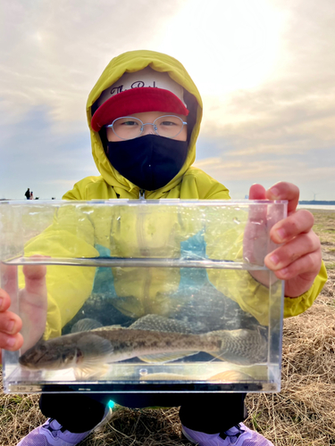 マハゼの釣果