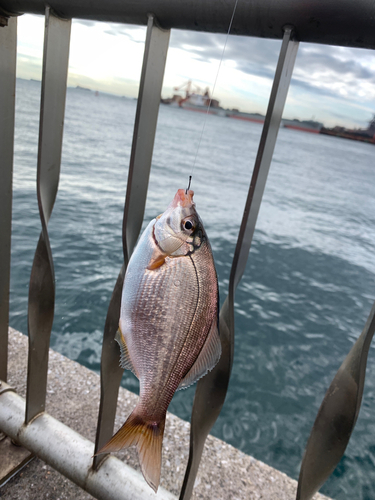 ウミタナゴの釣果