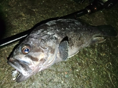 クロソイの釣果