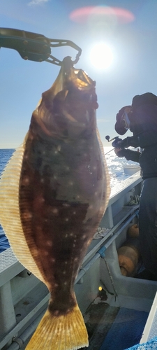 ヒラメの釣果