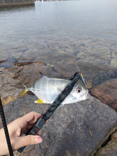 セイゴ（タイリクスズキ）の釣果