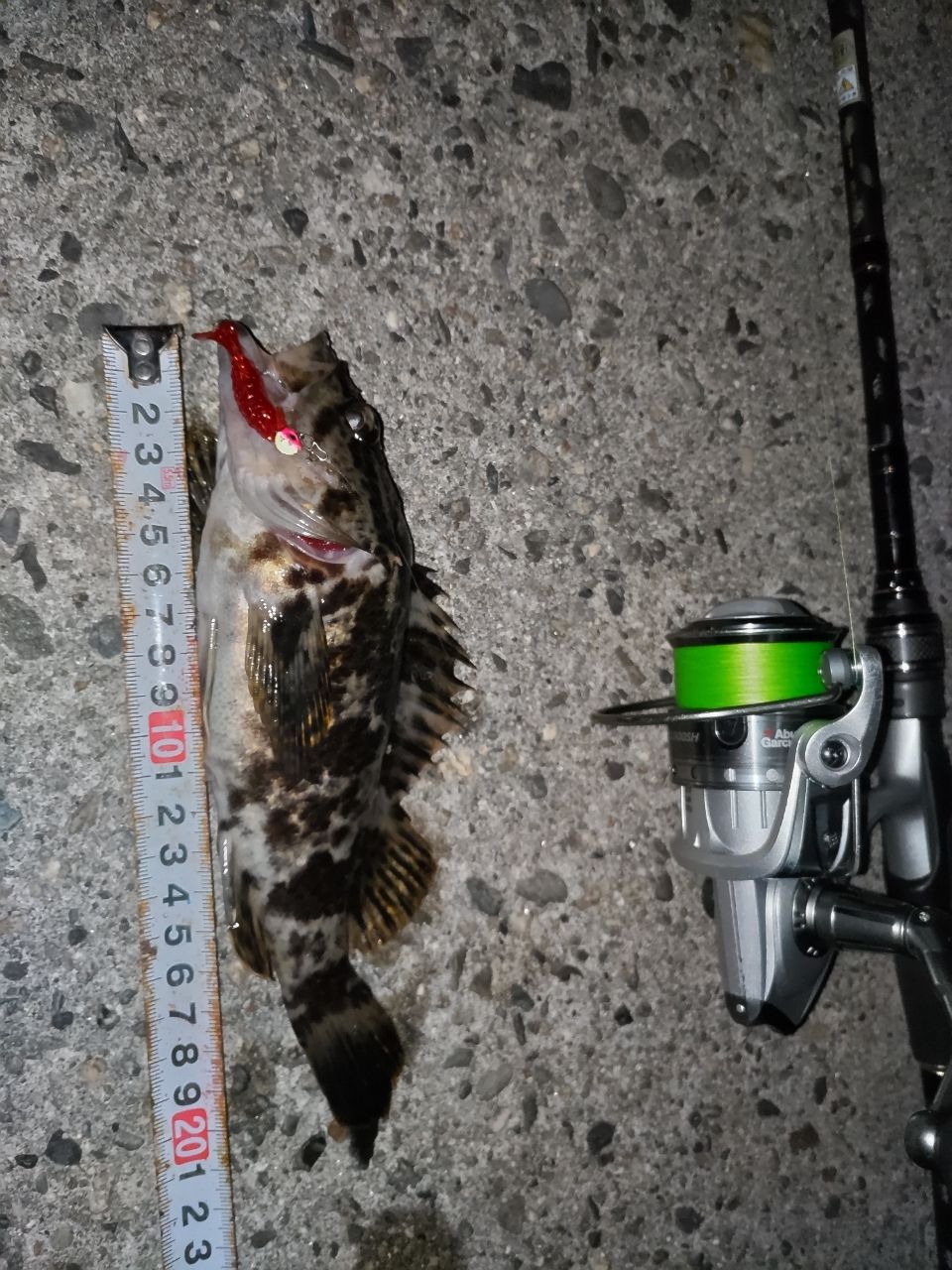 タケノコメバル