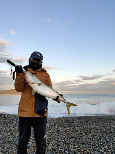 メジロの釣果