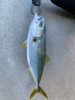 ハマチの釣果