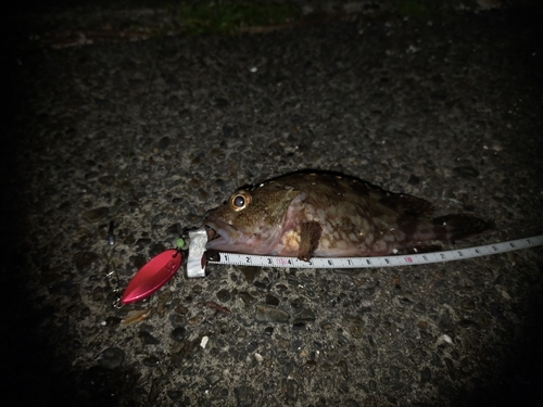 カサゴの釣果