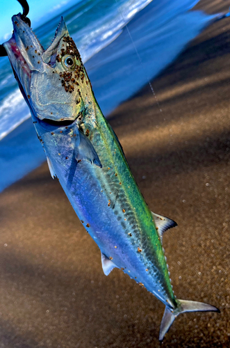 サゴシの釣果