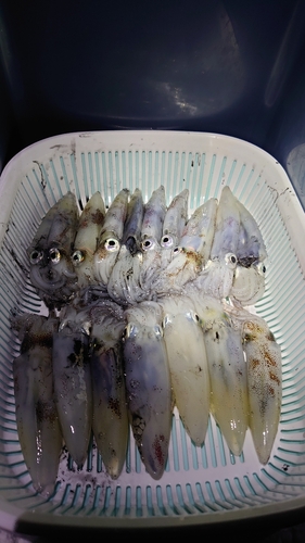 ヒイカの釣果