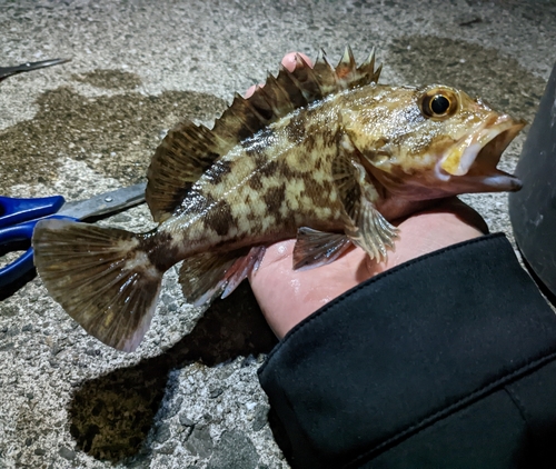 ガシラの釣果