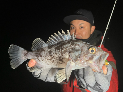 クロソイの釣果