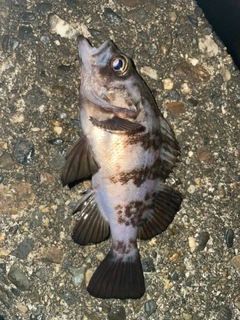 シロメバルの釣果