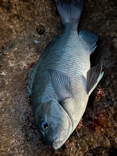 クロの釣果