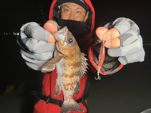 シロメバルの釣果