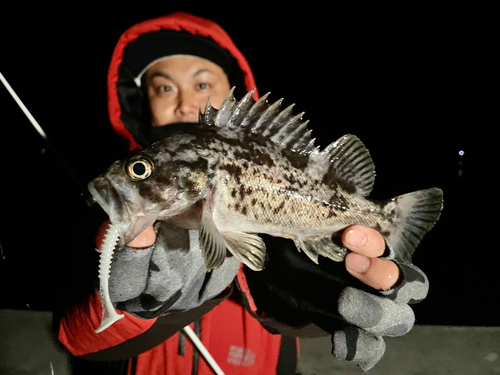 クロソイの釣果