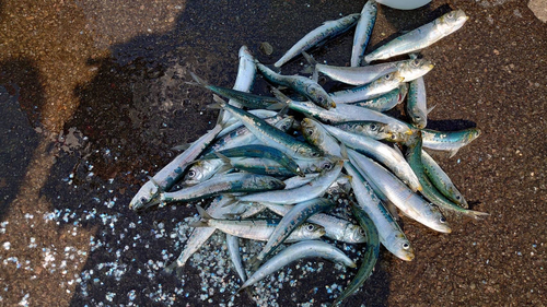 イワシの釣果