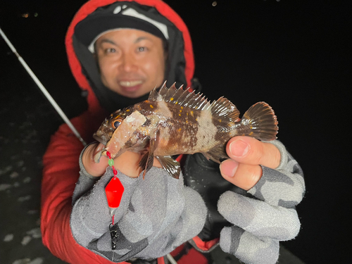 オウゴンムラソイの釣果