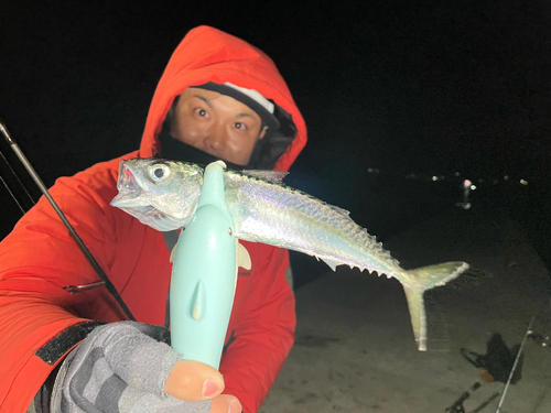 サバの釣果