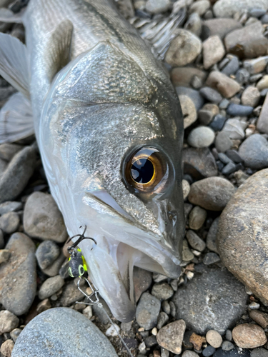 マルスズキの釣果