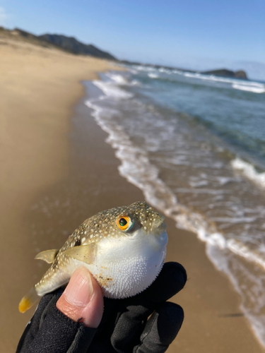 クサフグの釣果