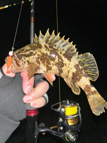 タケノコメバルの釣果