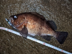 メバルの釣果