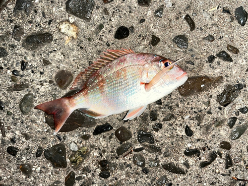 タイの釣果