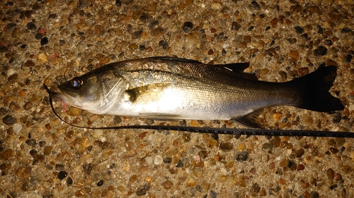 イワシの釣果