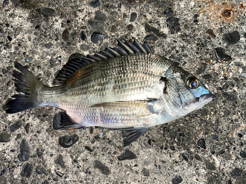 チヌの釣果