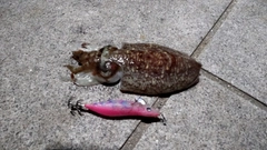 コウイカの釣果