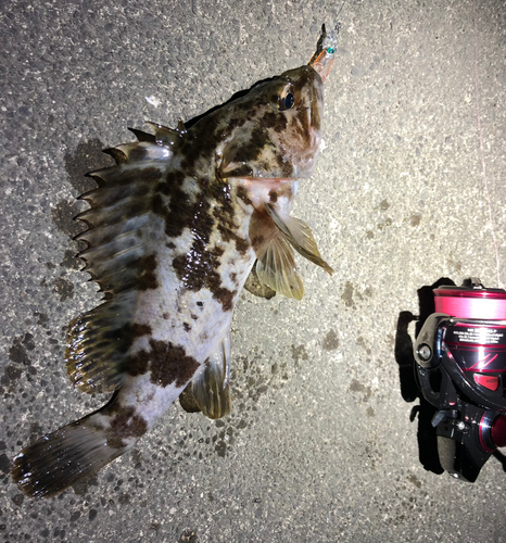 タケノコメバルの釣果