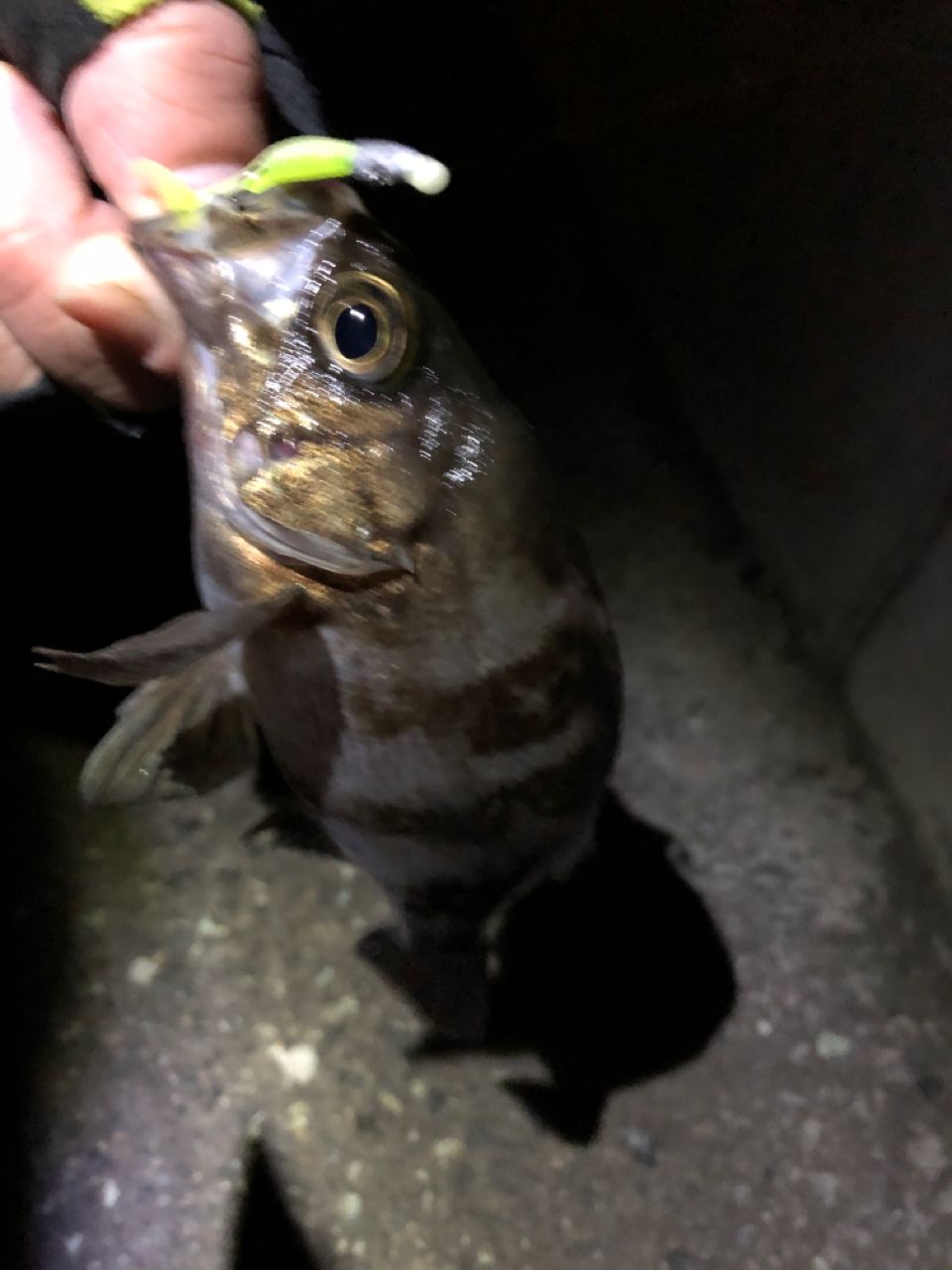 クロメバル