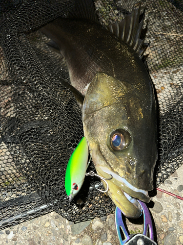 シーバスの釣果