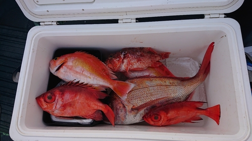 チカメキントキの釣果