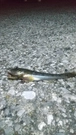 ハゼの釣果