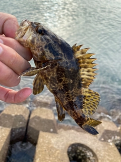 タケノコメバルの釣果