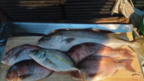 カンパチの釣果