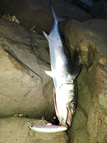 サゴシの釣果