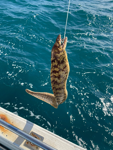 ウツボの釣果