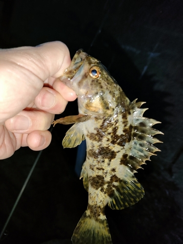 タケノコメバルの釣果