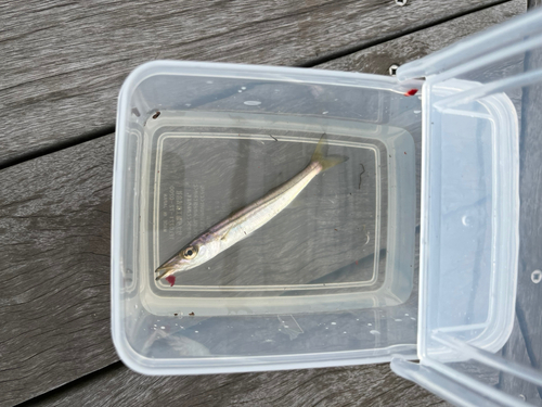 カマスの釣果