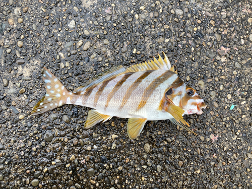 タカノハダイの釣果