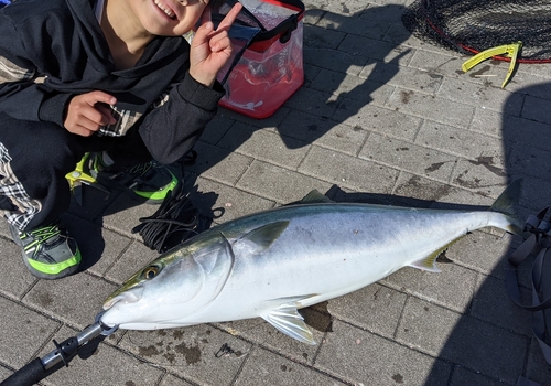 ブリの釣果