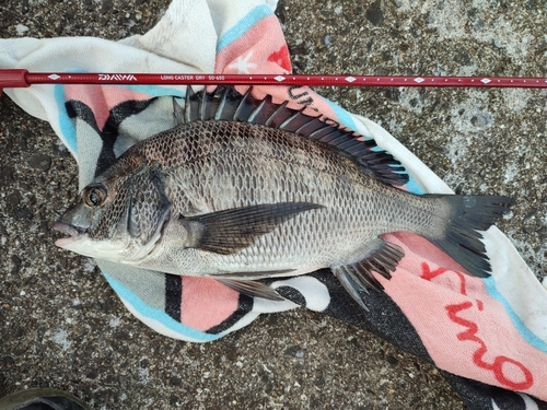 チヌの釣果