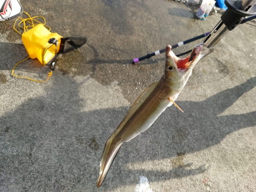 ハモの釣果